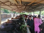 गाई संरक्षणबाट धार्मिक पर्यटनको प्रवद्र्धन